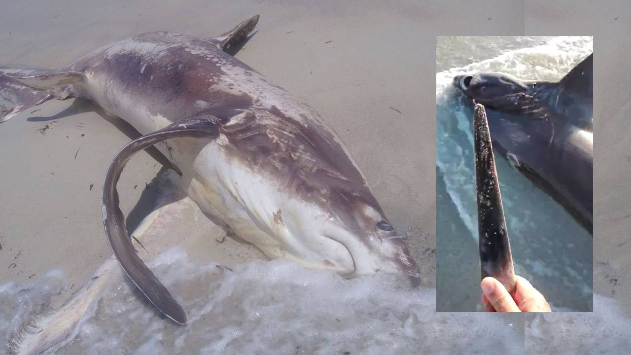 Study clears up shark “sword” battle mystery