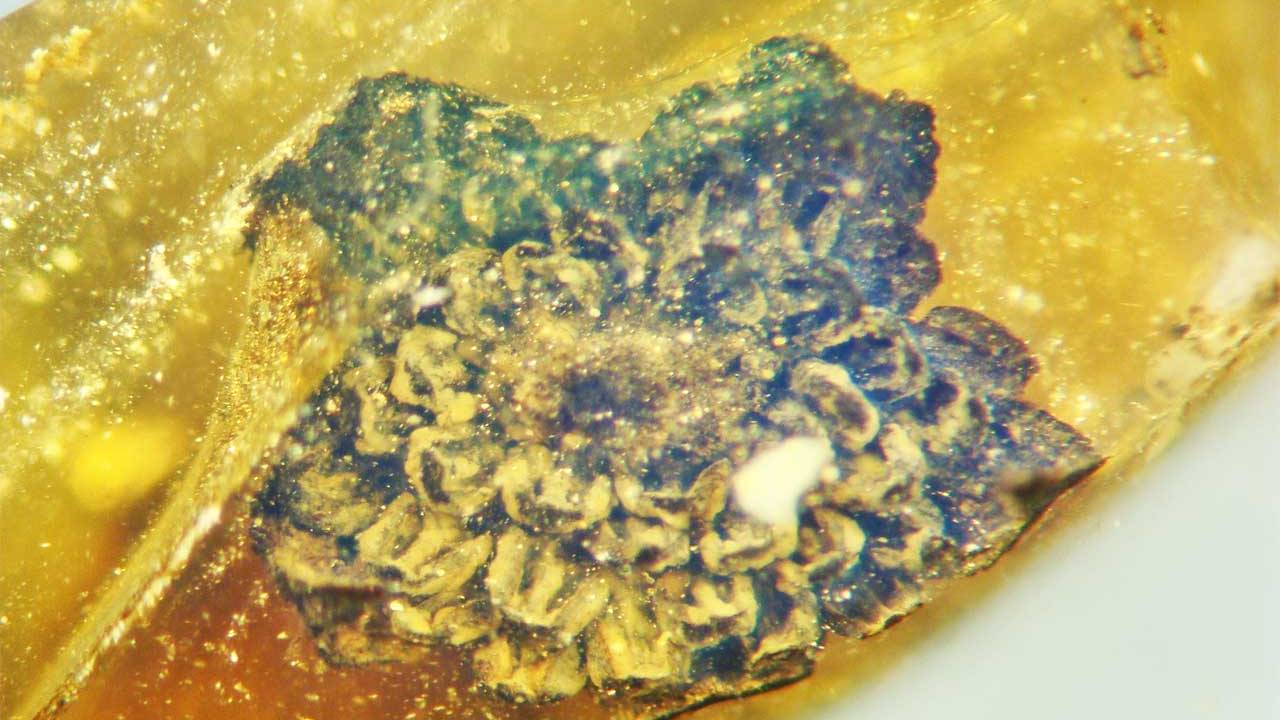 New genus and species of flower discovered from the mid-Cretaceous period