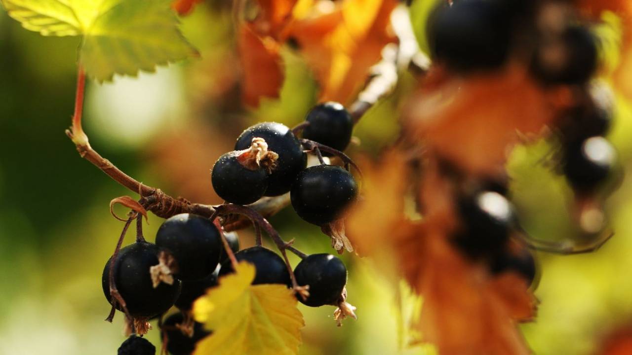 Blackcurrant berries have a powerful impact on blood sugar after meals
