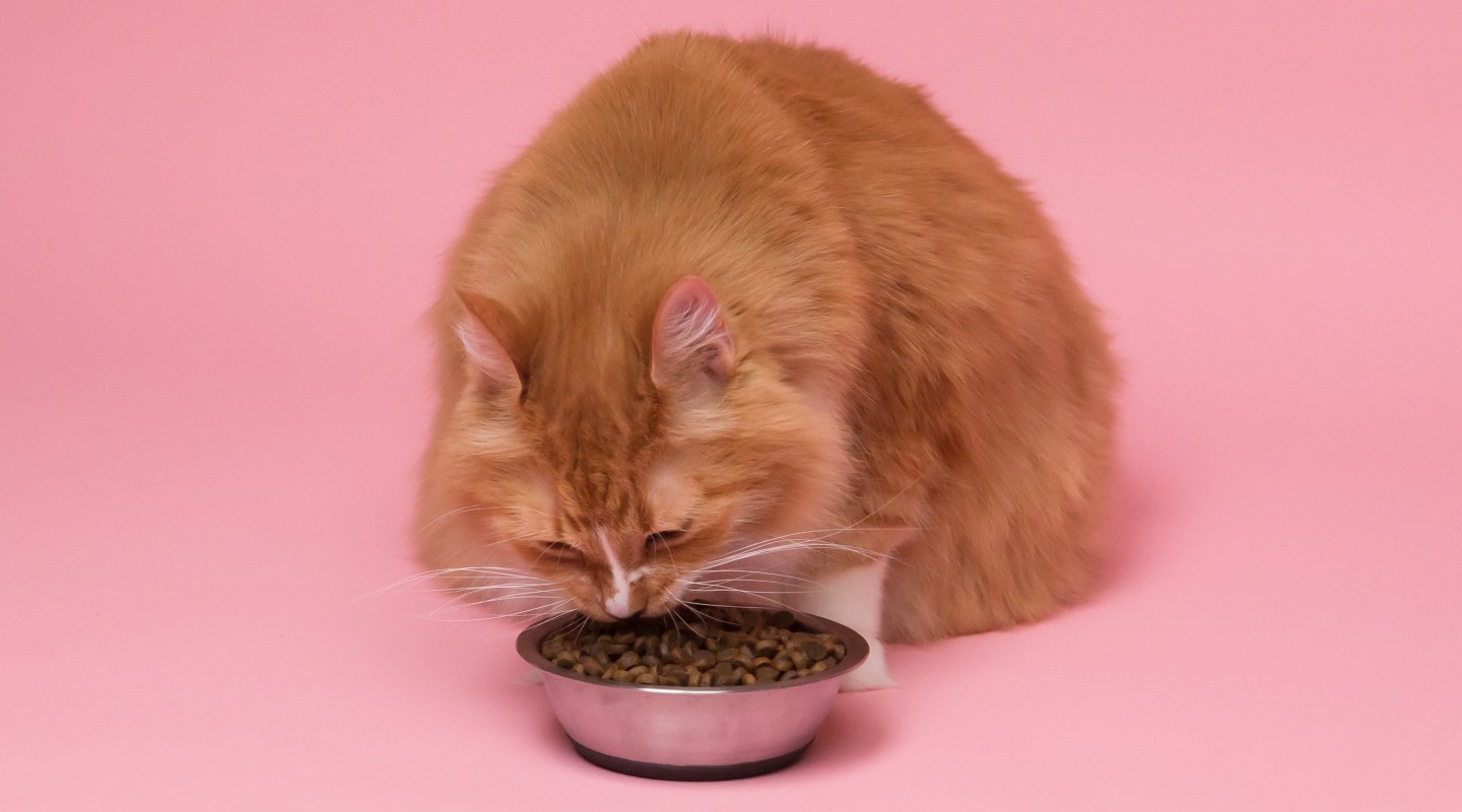 t cat food