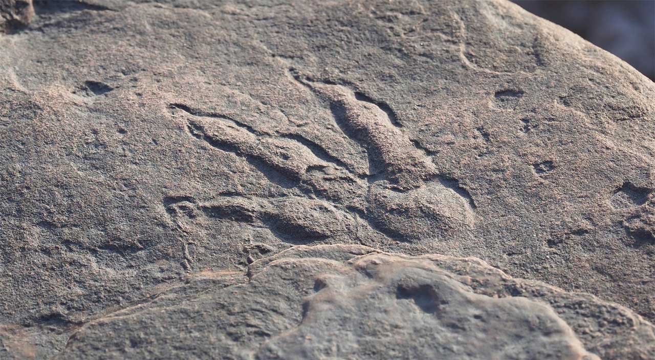 Four-year-old Welsh girl discovers dinosaur footprint at the beach