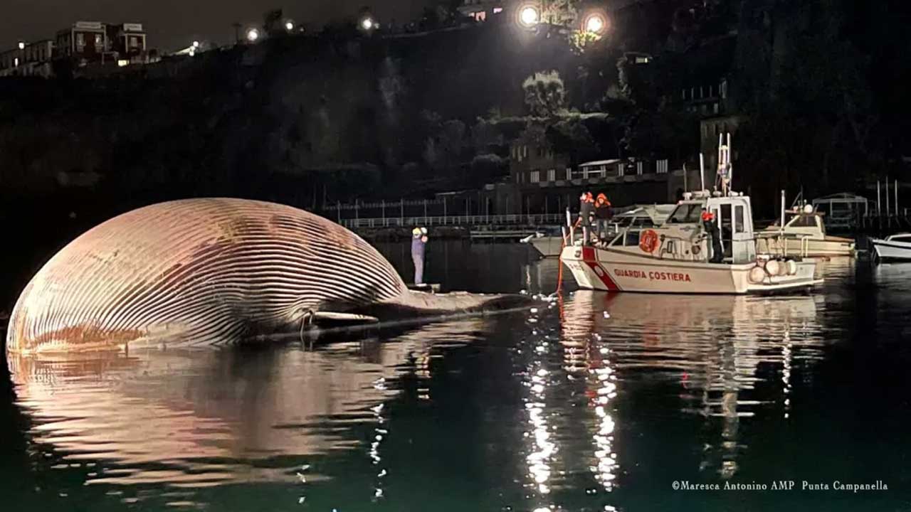 Gigantic dead finback whale discovered the Mediterranean