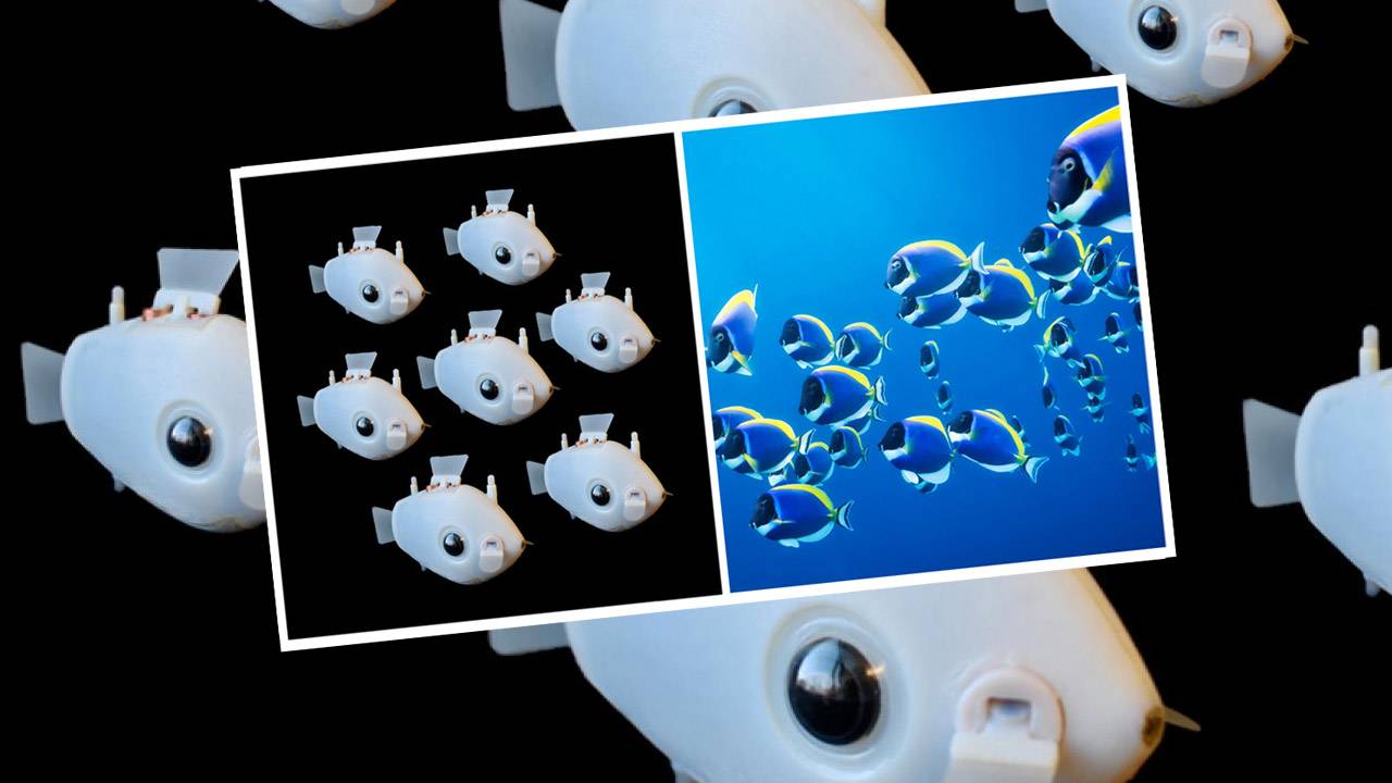 Bluebot robots demo surreal “Blueswarm” like a school of fish