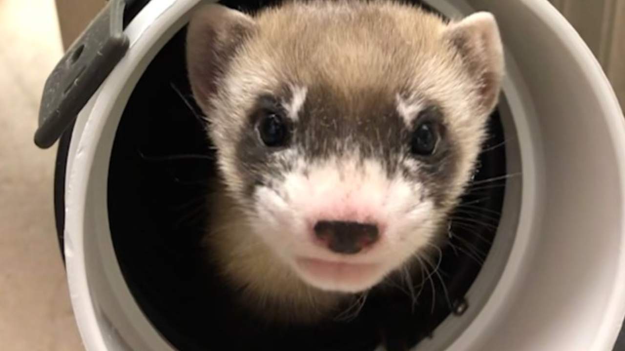 This adorable black-footed ferret is a rare cloning breakthrough