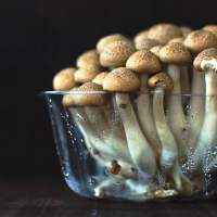 California bill seeks to legalize many popular psychedelics