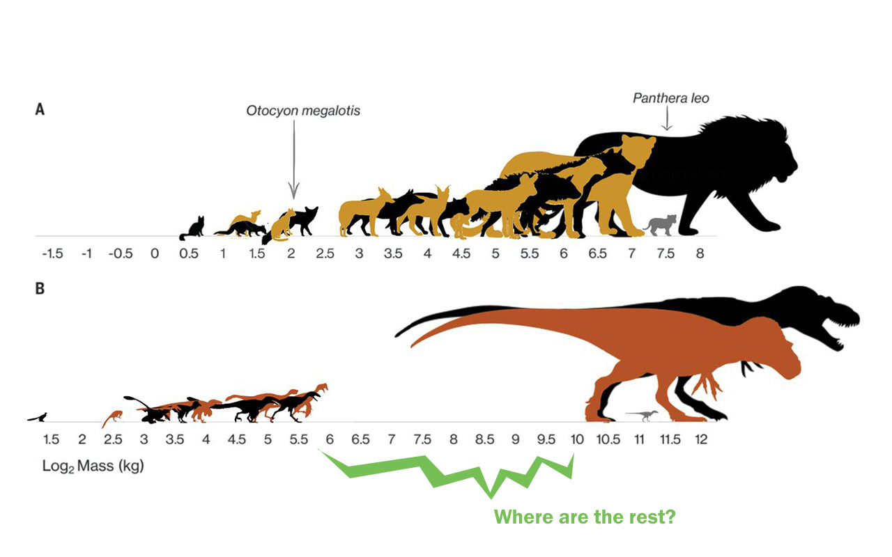 t rex growth chart