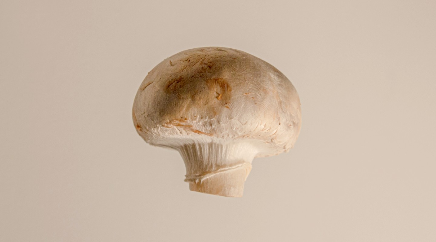 Mushrooms.Com Review 2022