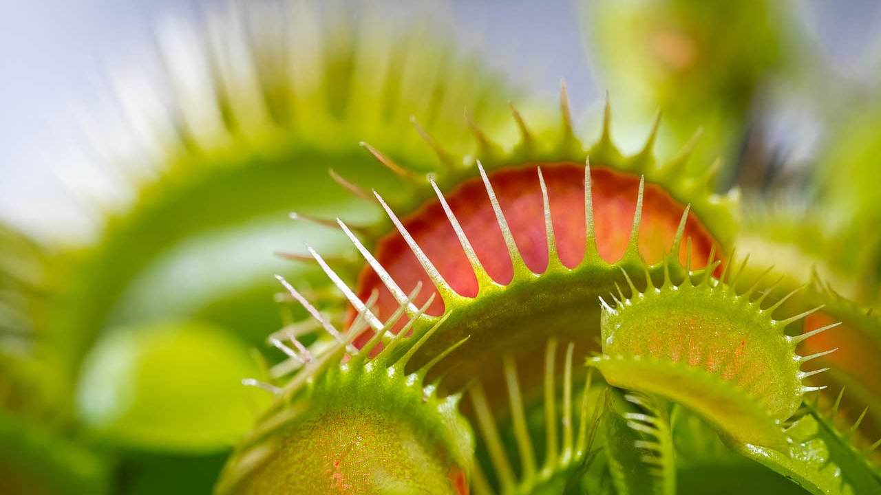 Researchers discovered that Venus flytraps produce magnetic fields when they trap flies