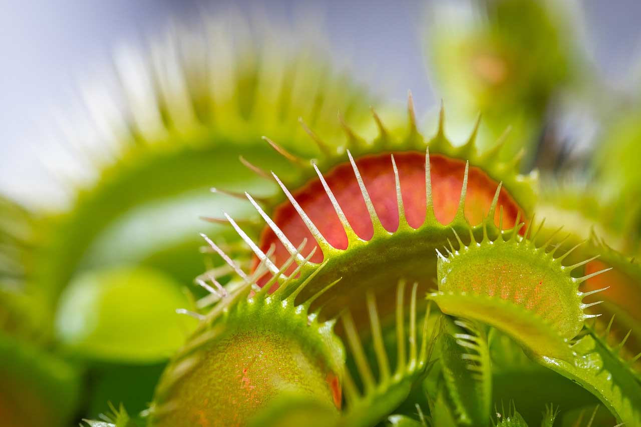 Researchers discovered that Venus flytraps produce magnetic fields when