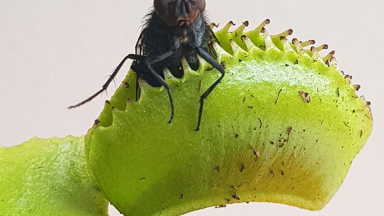 Researchers create a material that could change soft robotics