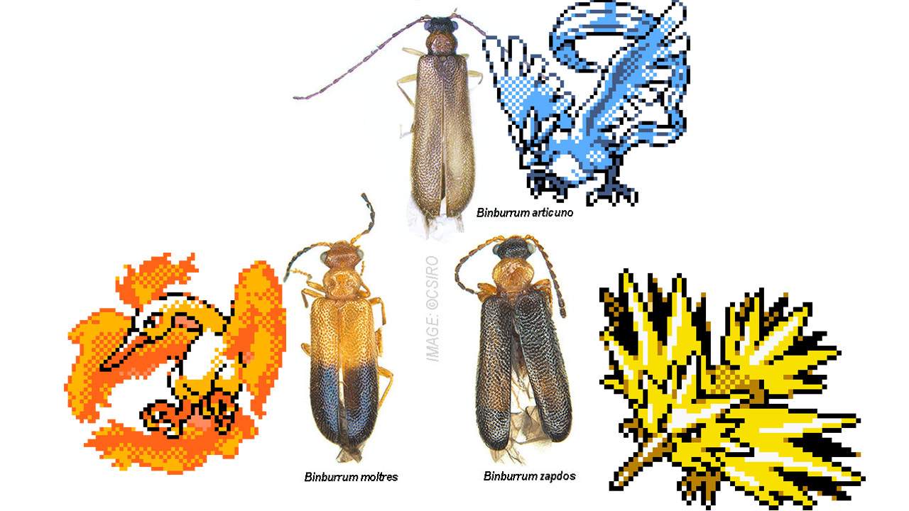 Three incredibly rare beetles named after Pokemon