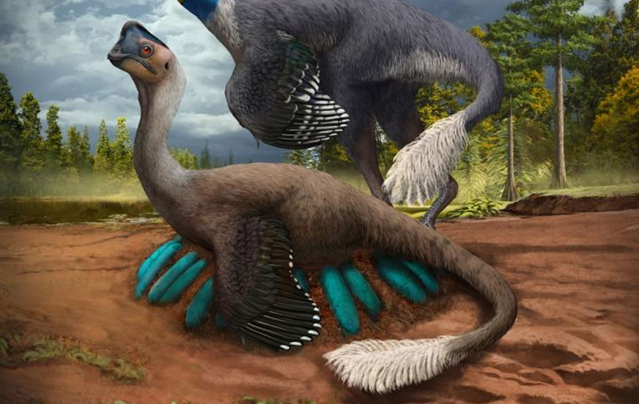 Bird-like dinosaur fossil found sitting on a nest full of fossilized