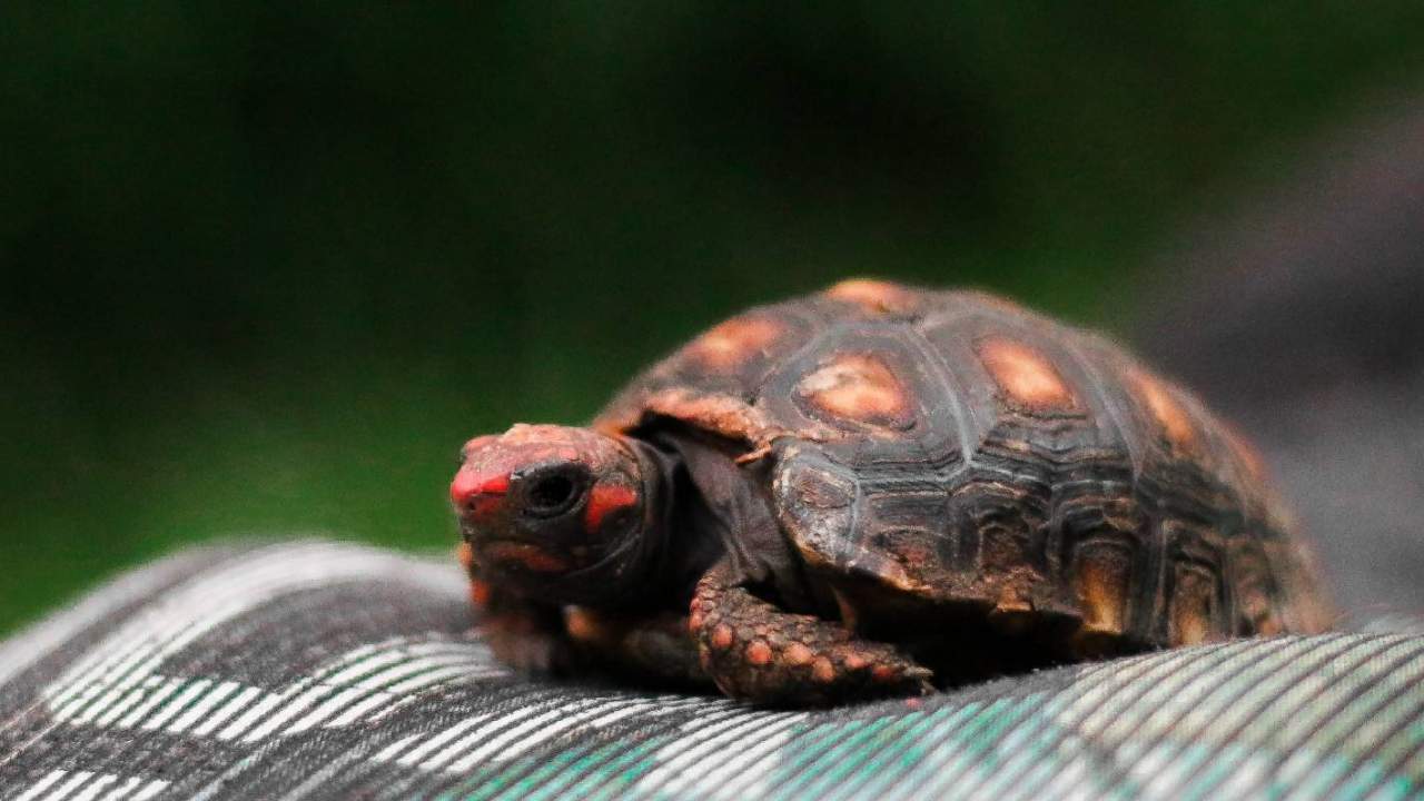 Deadly outbreak prompts familiar CDC warning: Stop kissing turtles