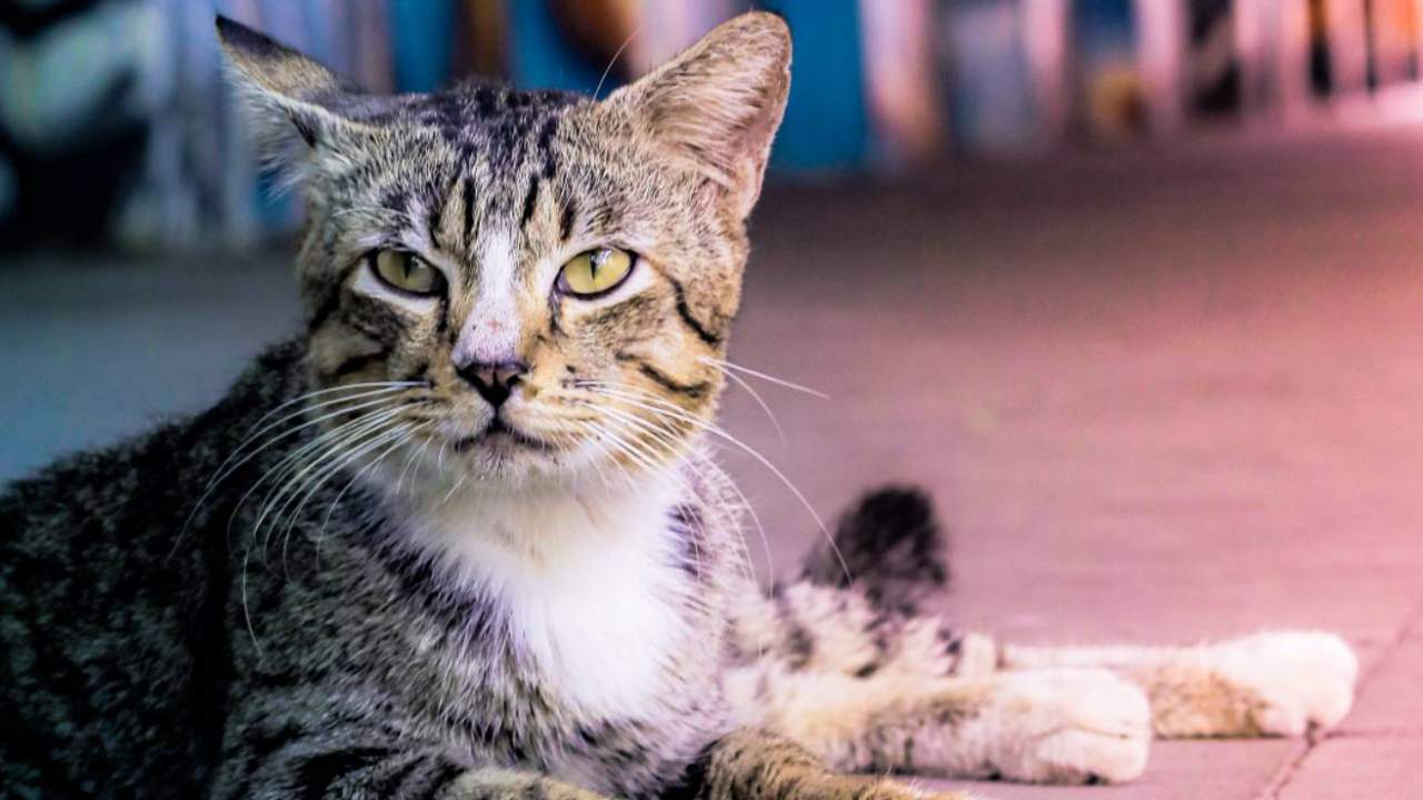 Chicago is strategically using feral cats to deal with its huge rat problem