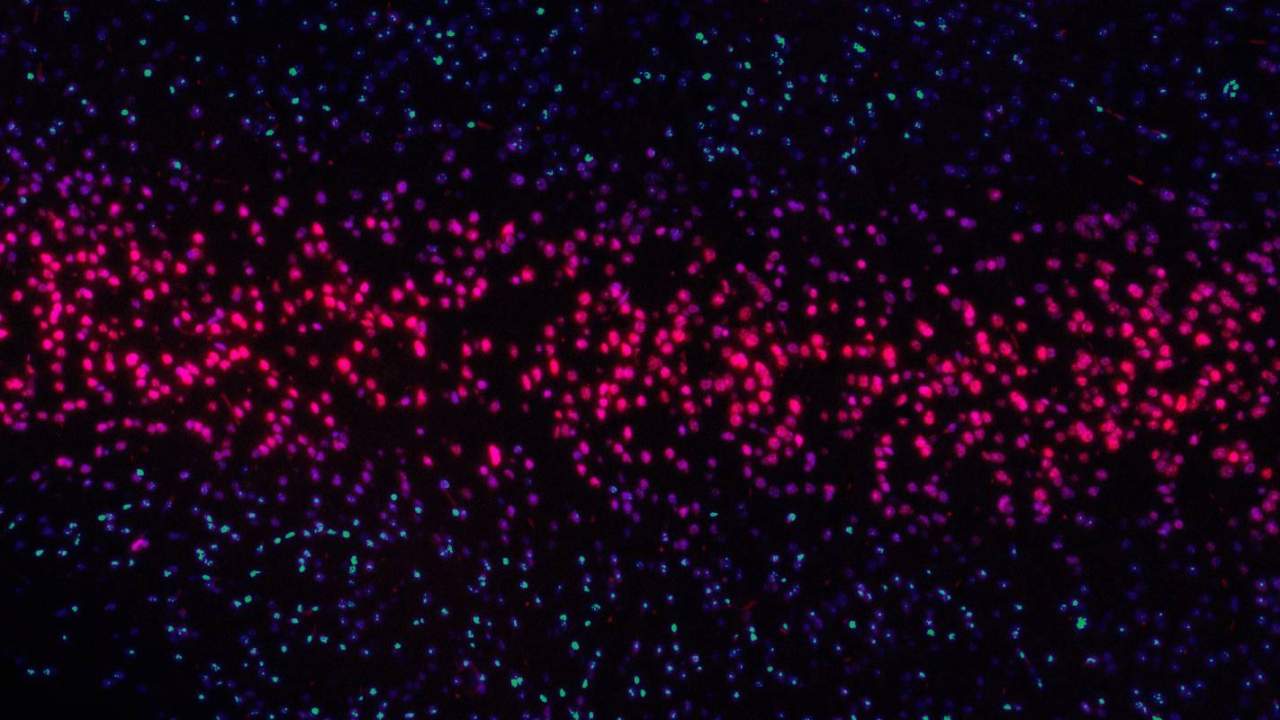MIT technique paves way for storing tons of digital data as DNA