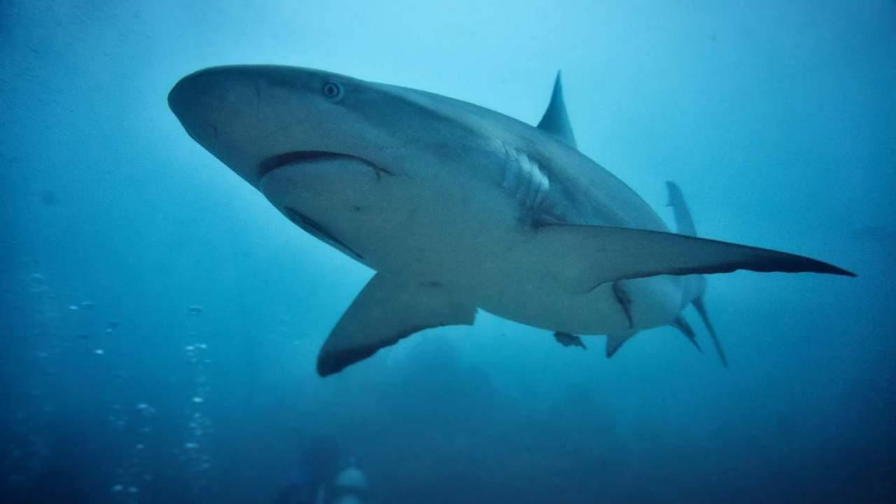 If not for this near-extinction mystery the oceans would be full of sharks