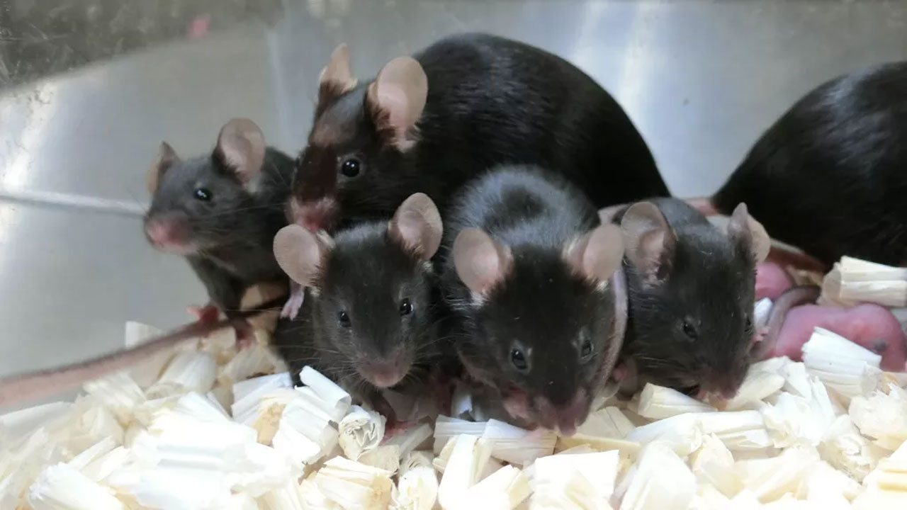NASA uses freeze-dried mouse sperm from the ISS to fertilize eggs