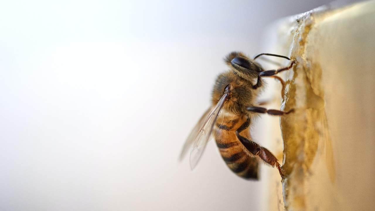It turns out caffeine helps bees get work done, too