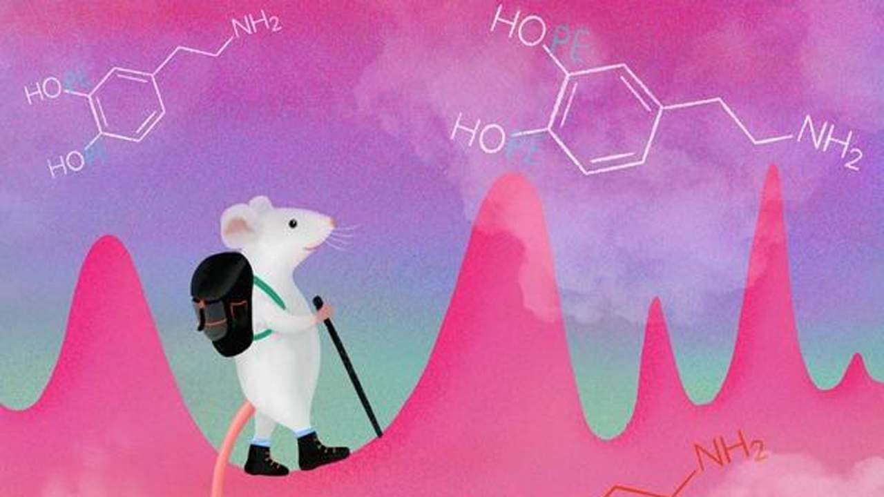 Study finds mice can learn to manipulate dopamine impulses