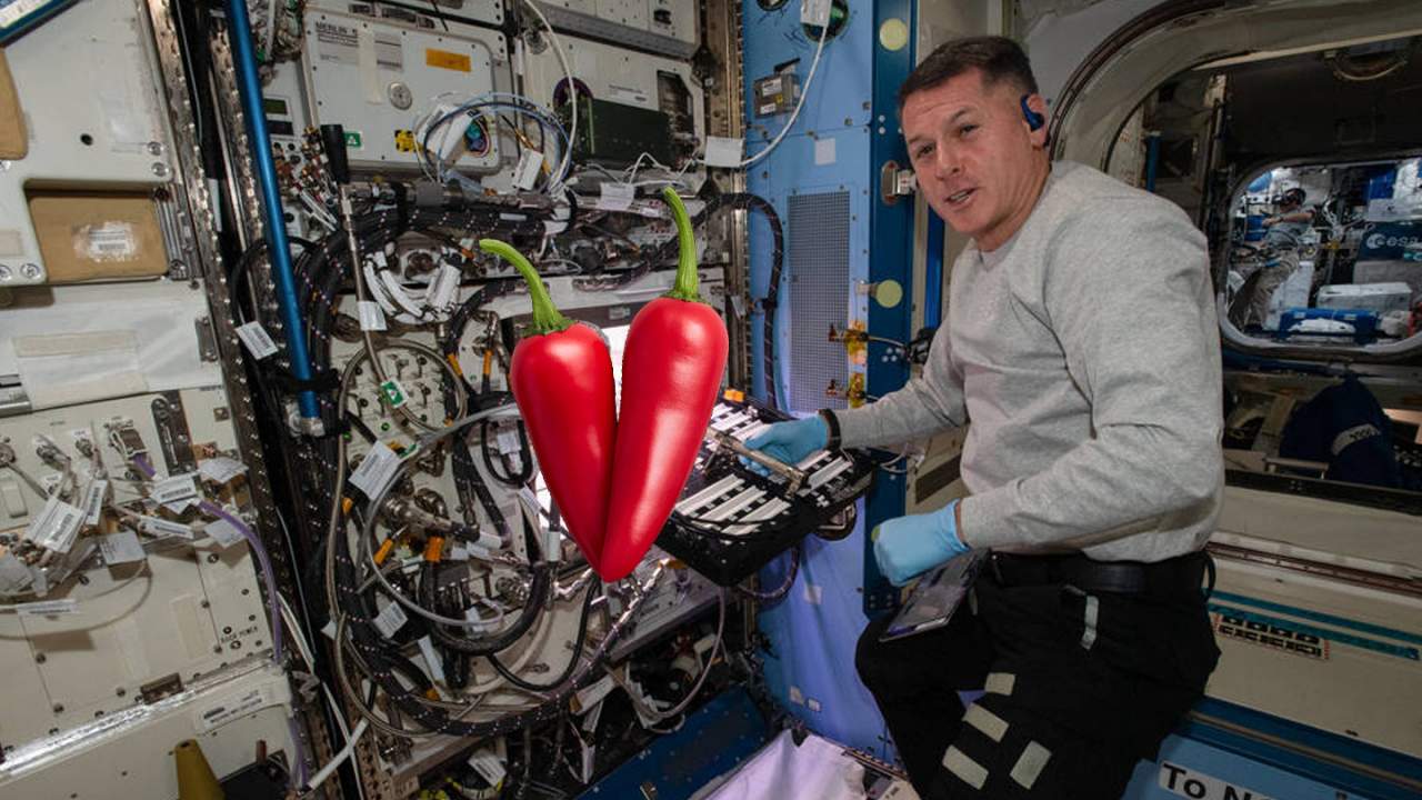 Why red hot chili peppers are growing on the International Space Station