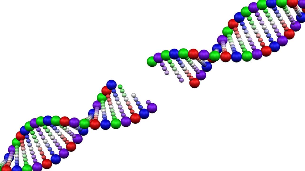 MIT study finds making memories requires extensive DNA breaking