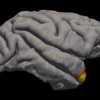 Neurons responsible for remembering faces have been identified in the brain