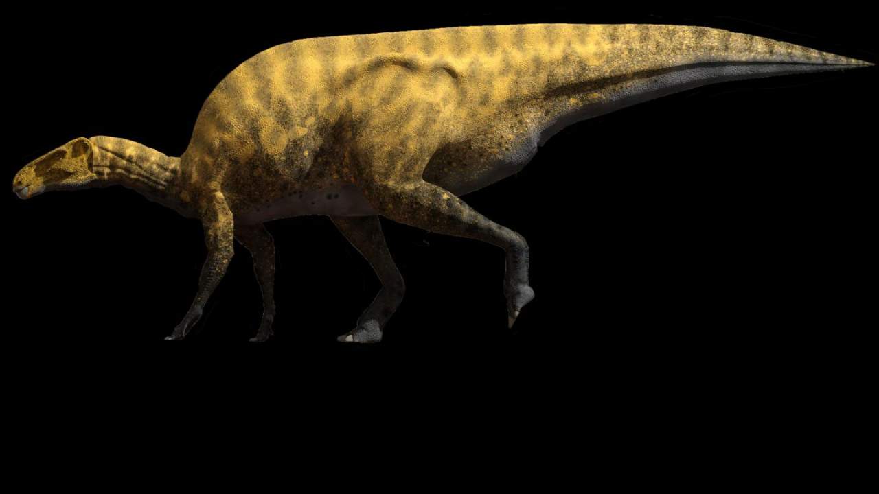 Paleontologists describe a new iguanodon-like dinosaur