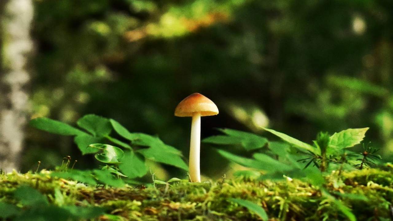 Yale study finds psychedelic helps the brain heal from depression damage