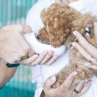 Common grain-free dog food ingredients may fuel canine heart disease