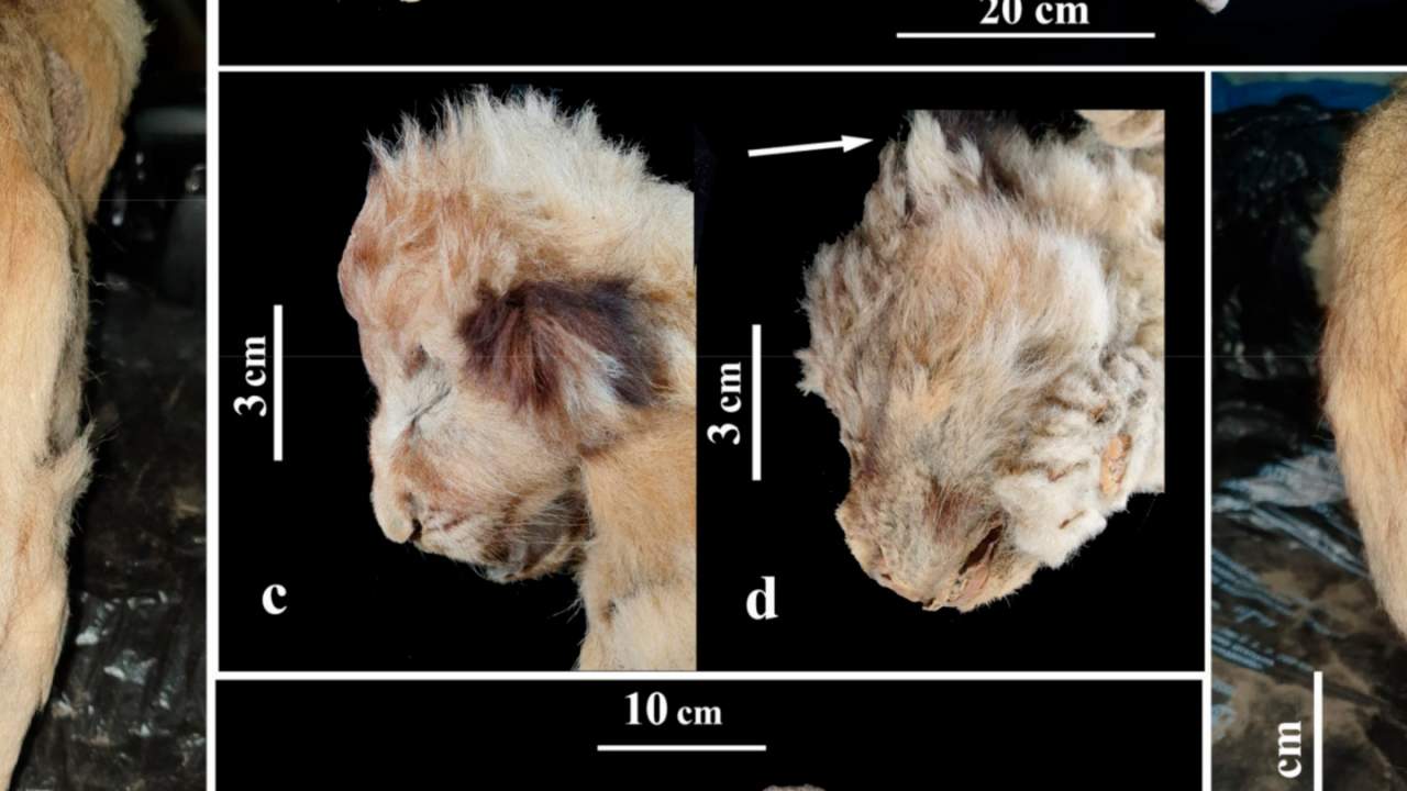 Ancient frozen lions found amazingly well preserved, fur and all