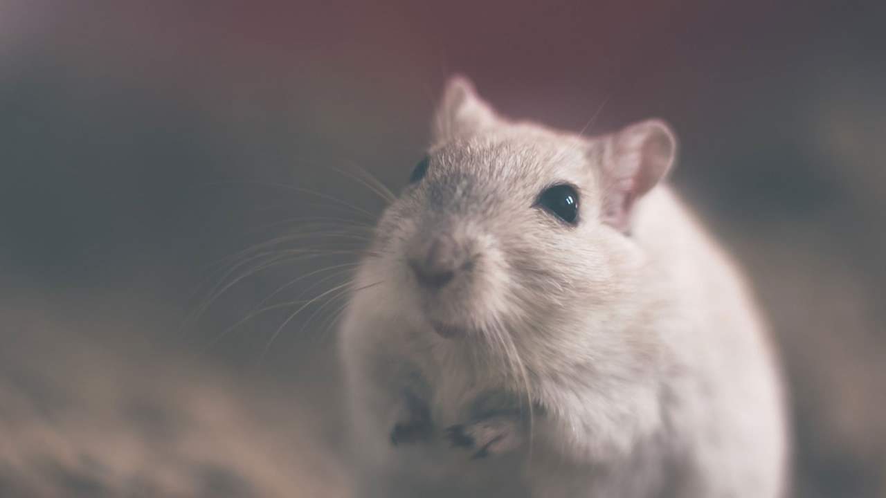 Cytokine treated mice lose fat by sweating