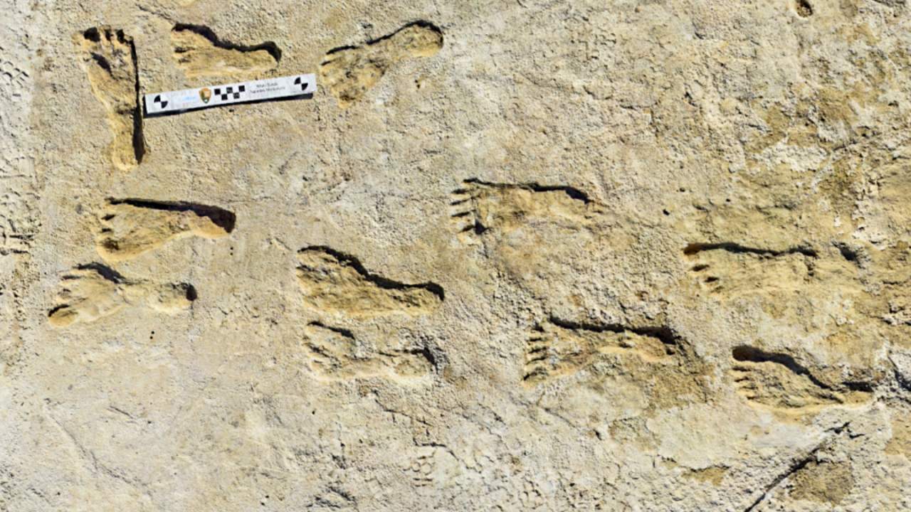 Seedy footprints just added millennia to when humans first walked North America
