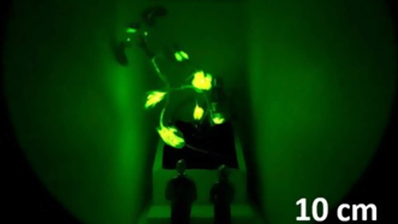 MIT’s latest glowing plants pave the way for passive lighting in smart cities