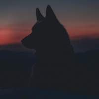 Genetic records reveal how valuable dogs were to ancient societies