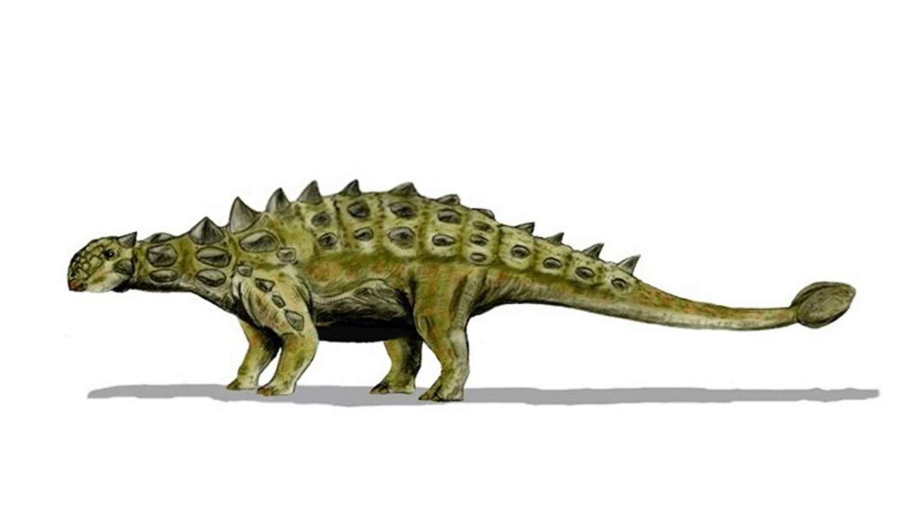 Newly discovered ankylosaur species had bizarre armor unlike any other