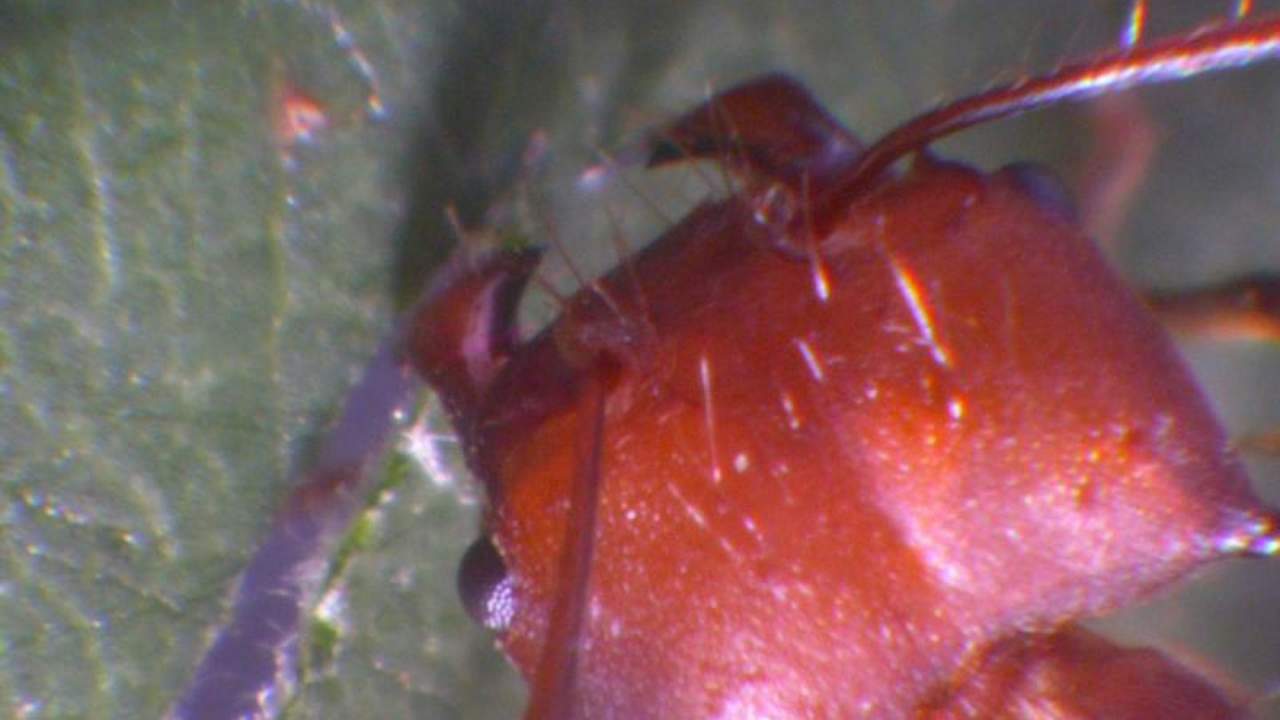 Researchers figured out why ant teeth are so sharp