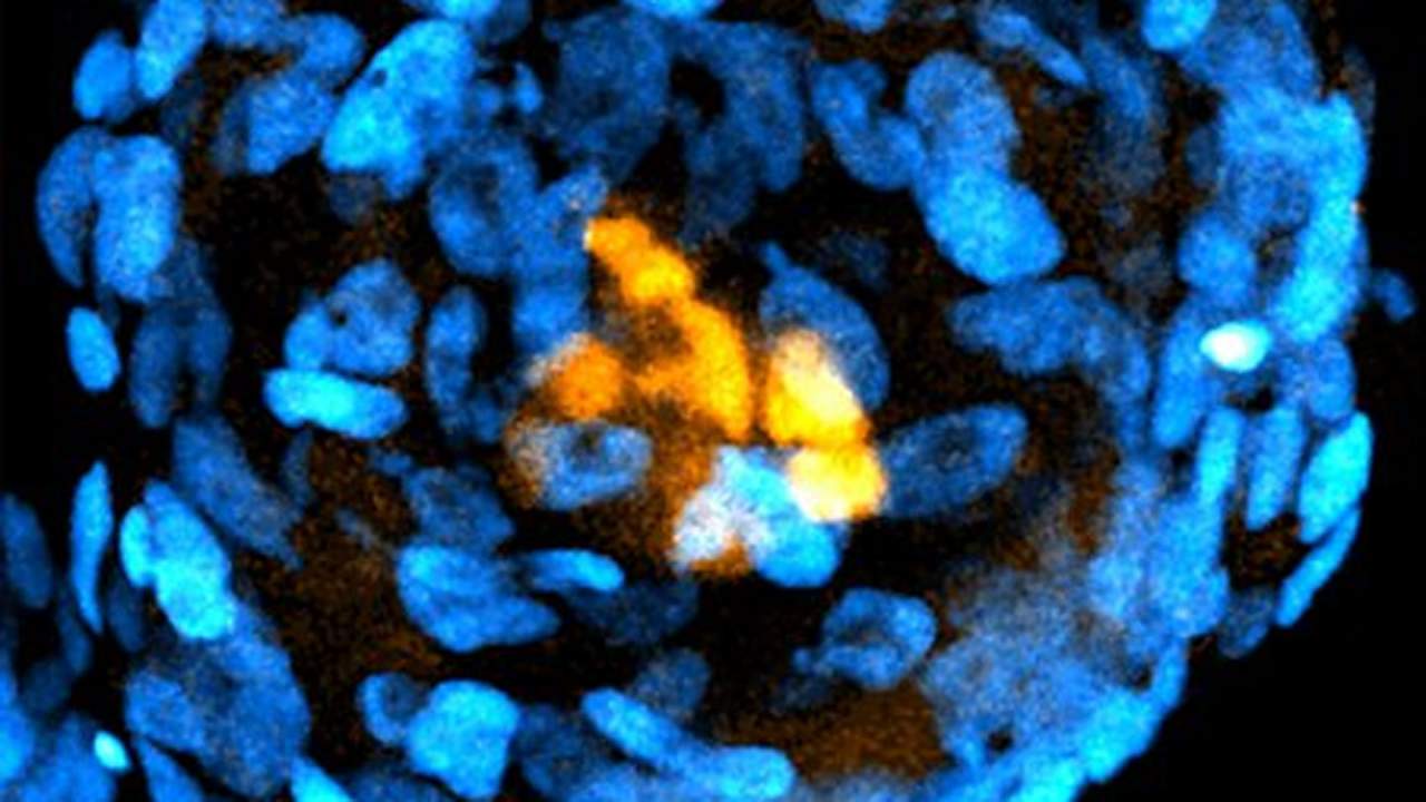 Caltech creates embryo-like structures using stem cells