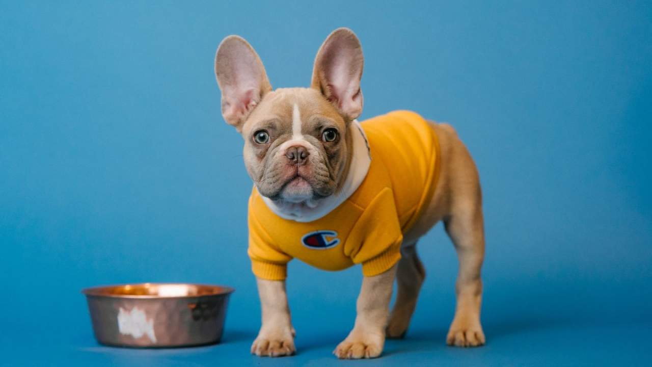 Common dog parasite is mutating to resist the drugs that destroy it