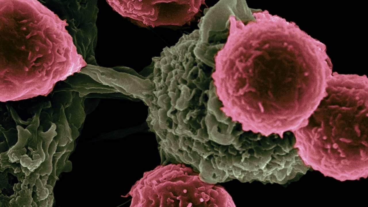 Injecting tumors with dead bacteria is a promising way to treat cancer