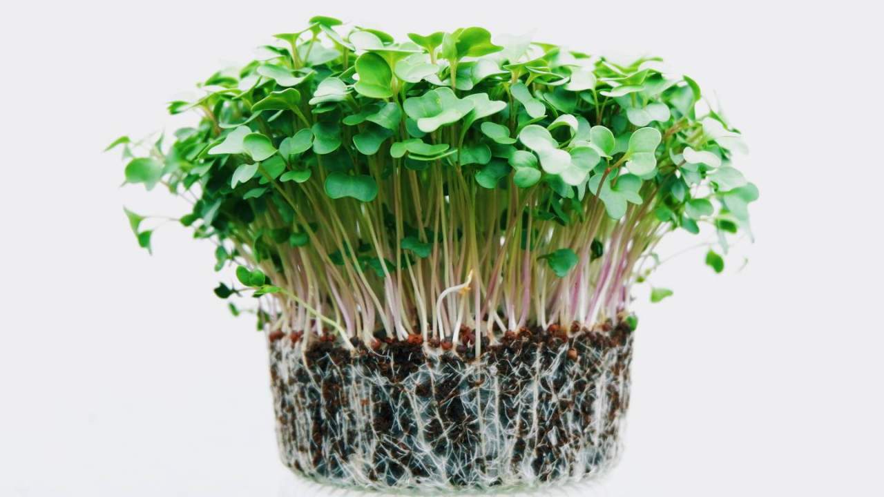 Trendy microgreens offer nutrition security as climate concerns grow