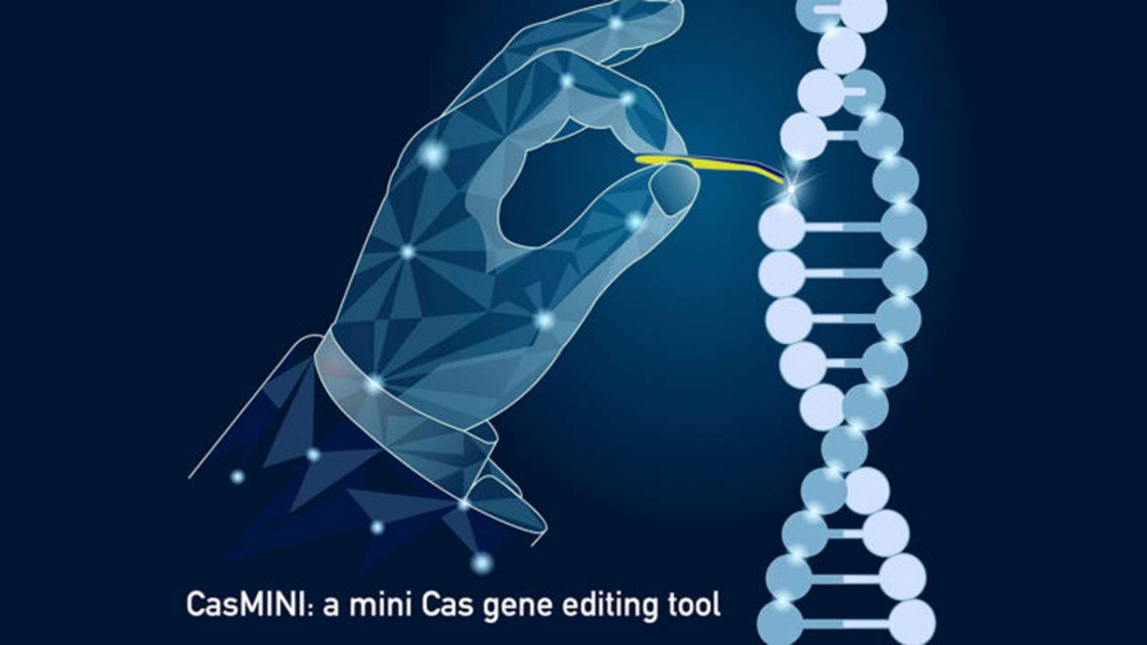 Stanford creates CasMINI gene editing system