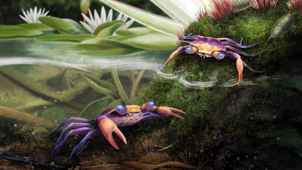 Missing-link crab discovered in amber has been preserved for 100 million years