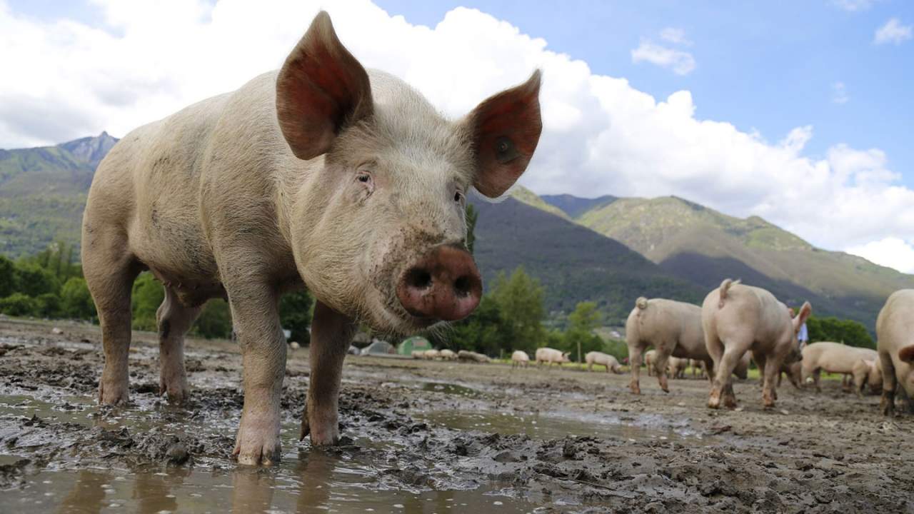 For the first time a modified pig kidney has been transplanted into a human