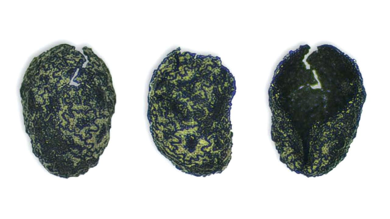 Evidence suggests humans were burning tobacco 12,000 years ago