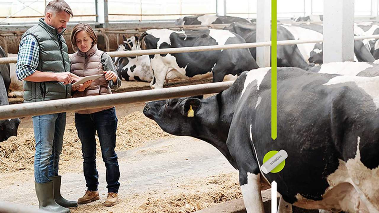 AT&T is powering a unique IoT system: Cows connected with smart sensors