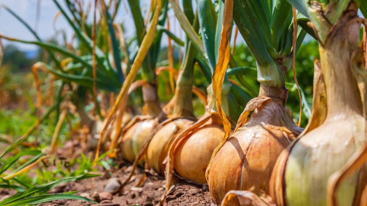 Onions in field