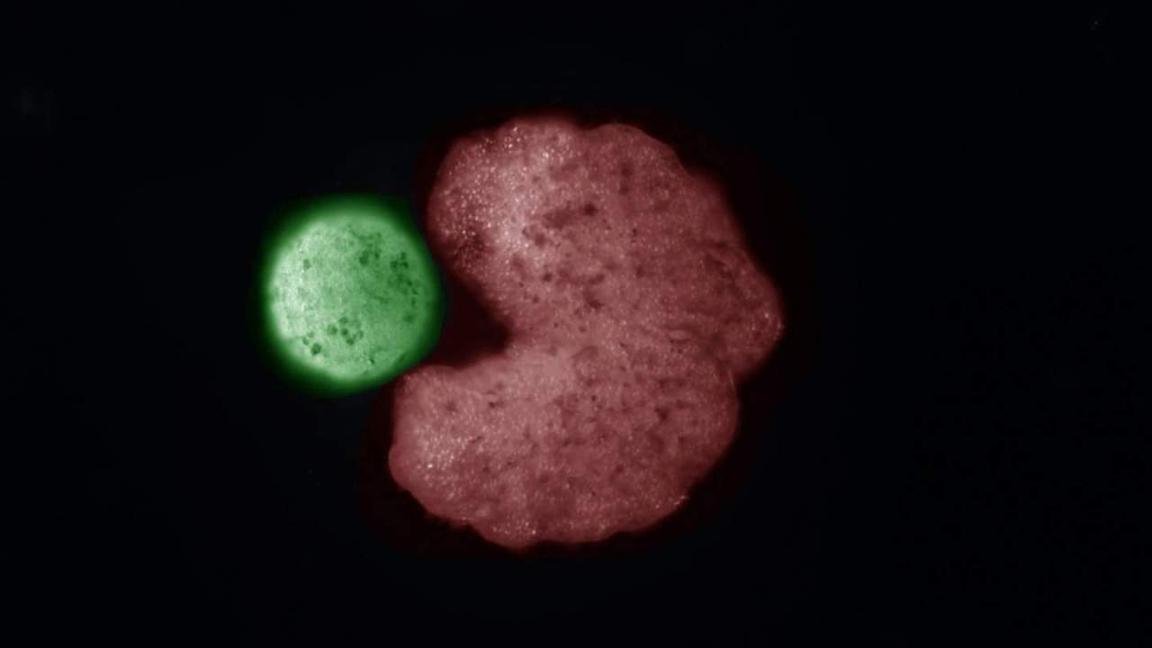 Scientists use AI to design self-replicating xenobots from frog cells
