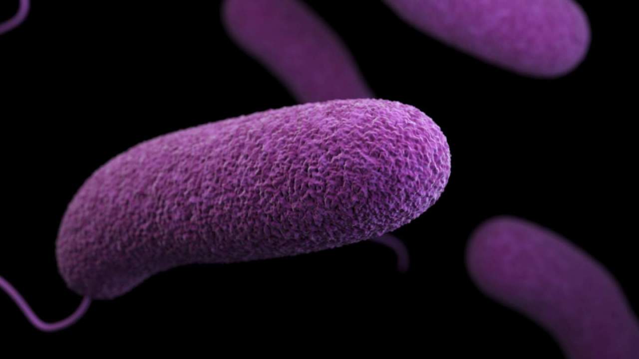 Purple microscopic bacteria