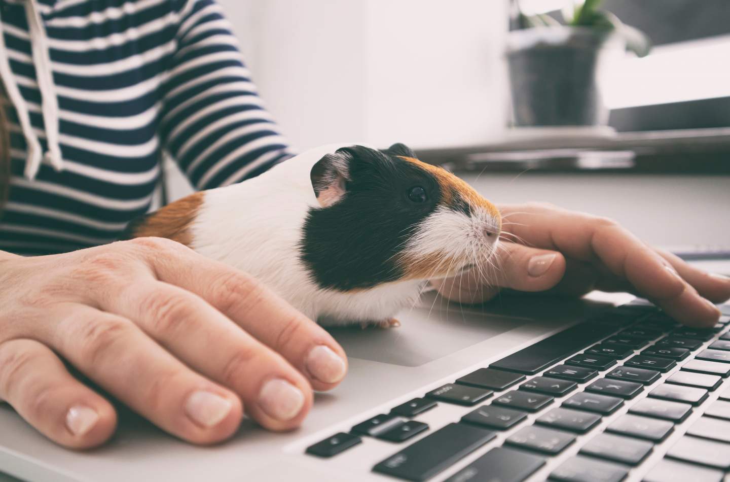 Guinea pig at a laptop keyboard
