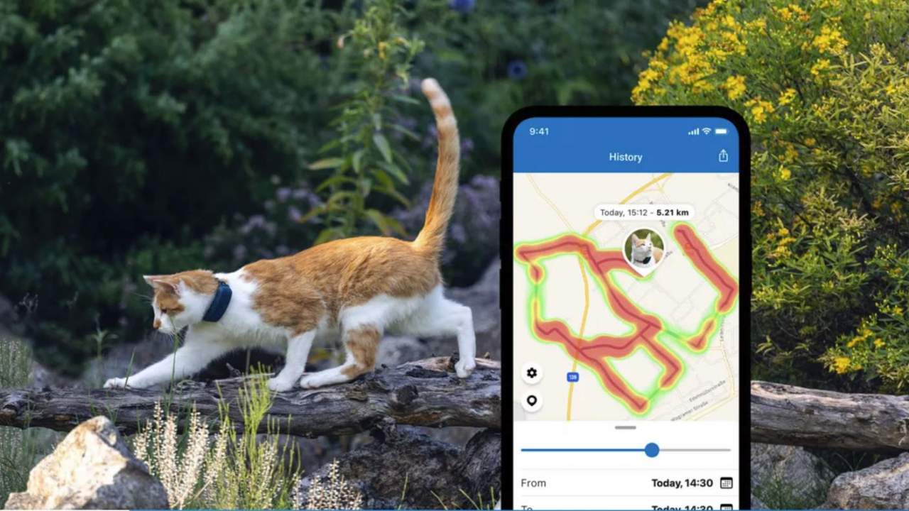 Tractive cat tracker is a real-time spy into feline antics